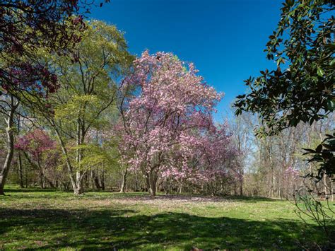 Cylburn Arboretum Friends - Cylburn Arboretum AssociationCylburn Arboretum Association