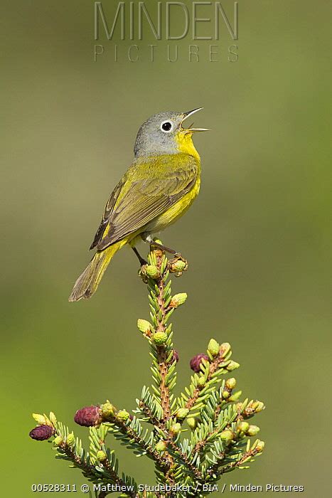 Nashville Warbler stock photo - Minden Pictures