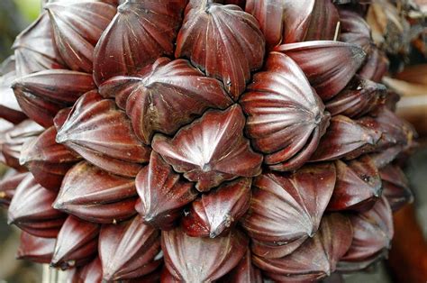 Mangrove Palm (nypa Fruticans) Fruit Photograph by Chris Hellier