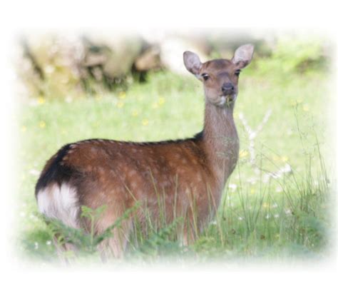 Sika deer - Wild Deer Best Practice Guidance