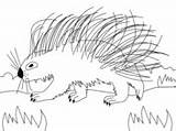 Porcupines coloring Pages  Free Coloring sketch template