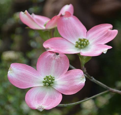 Photography - the landscape of us | Pink dogwood tree, Dogwood blooms ...