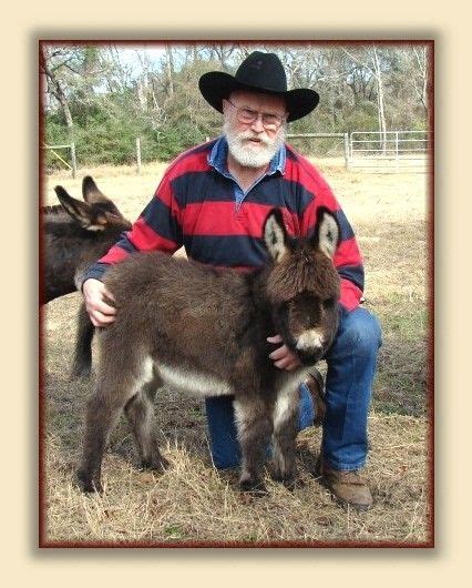 Care and training of the Miniature Donkey Donkey Care, Donkey Donkey ...