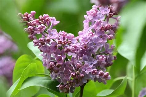 Turn Back the Clock on Fading Lilac Blooms: Tips to Prolong Their Beauty - The Practical Planter