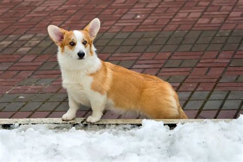 Crate Training A Corgi Puppy (A Complete Guide) - Jubilant Pups