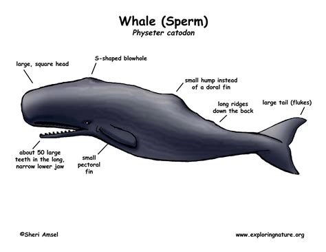 Sperm Whales: The biggest brain in the world