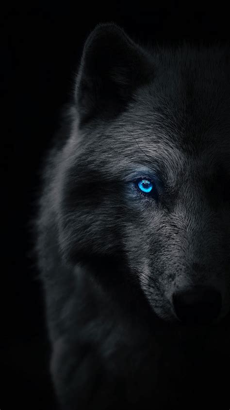 1080P Free download | Dark wolf, blue eye, half, animal, grey wolf ...