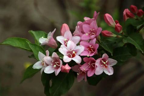 Weigela florida: Nature's Decorative Ribbons in Your Landscape - FlowersLib