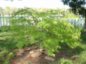 Viridis Green Lace Leaf Japanese Maple | Herter Nursery