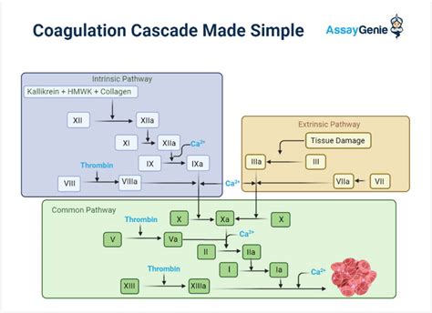 Intrinsic Pathway Coagulation Cascade