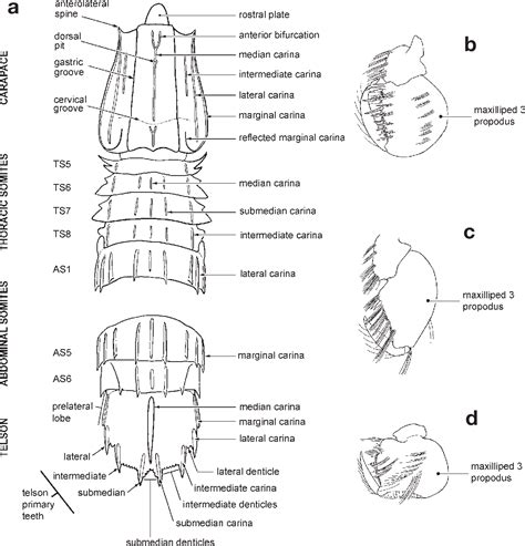 Figure 100 from A catalog of the mantis shrimps (Stomatopoda) of Taiwan | Semantic Scholar