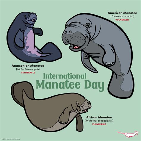 Happy International Manatee... - Peppermint Narwhal Creative