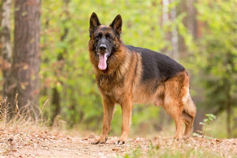 Best German Shepherd Dog Dog Food - Spot and Tango