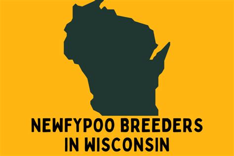 Best Newfypoo Breeders In Wisconsin (2024)