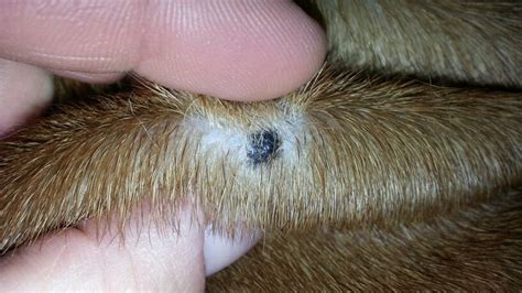 Small black mole on back? - Boxer Forum : Boxer Breed Dog Forums