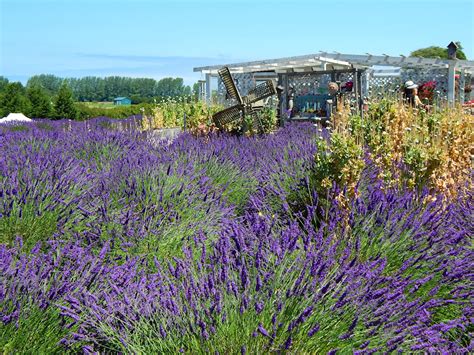 Sequim Lavender Festival | Seattle and Sound