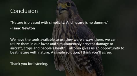 Kahu Conservation Falcon Presentation | | New Zealand Aviation Wildlife ...