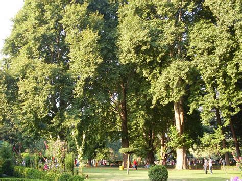 CHINAR SHADE : SOME COMMON TREES OF KASHMIR