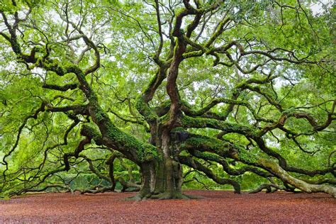 10 Types Of Oak Trees To Grow In The South