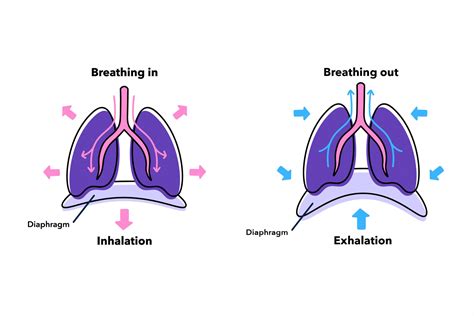 Steps Of Using Diaphragm