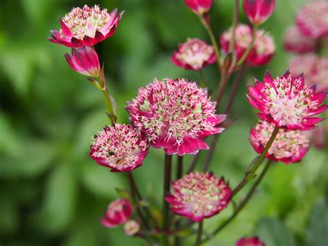 How To Grow Astrantia - Plant Care & Tips | Horticulture.co.uk