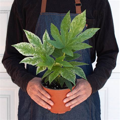 Fatsia 'Spider's Web' | Indoor Plant | Tropical Plant | Potted Plant — House Plant Shop