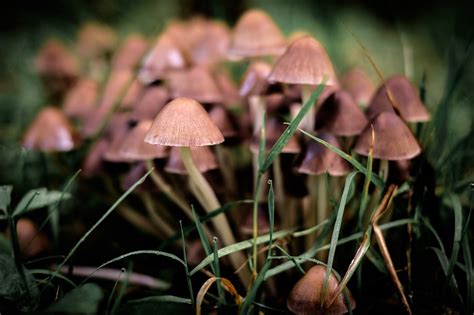 Mushroom Foraging - The Ultimate Guide - Mushroom Site