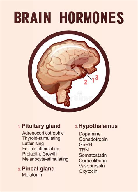 Brain Hormones Icon, Outline Style Stock Vector - Illustration of line ...