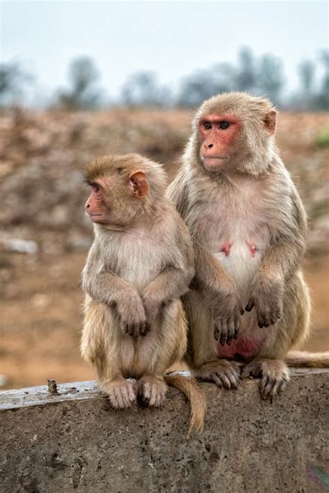 Monkeys in Indian Town stock photo. Image of nature, family - 89399704