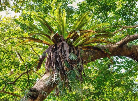 Rainforest in Masoala National Park, Madagascar Stock Photo - Image of ...