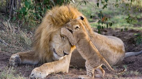 Amazing animal dads