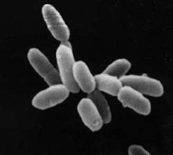 Archeabacteria Examples - Classification