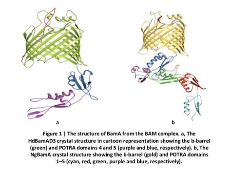 Molecular and Structural Mechanism for Beta Barrel Proteins Incorpora…