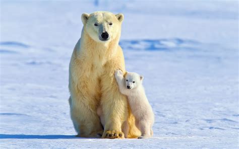 polar Bears, Animals, Snow, Ice, Baby Animals Wallpapers HD / Desktop and Mobile Backgrounds
