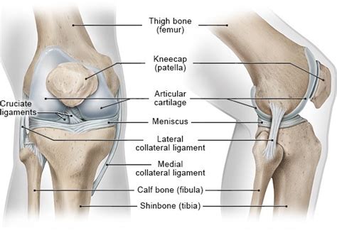 How does the knee work? | informedhealth.org