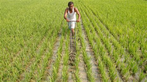 Odisha farmers dread crop damage as IMD predicts heavy showers for next two days-India News ...