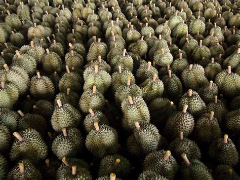 The History of Durian in Thailand