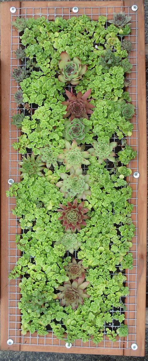 An outdoor wall garden created with succulents. Ikea Wall Decor, Hobby Lobby Wall Decor, Wall ...