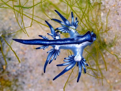 12 Elusively Blue Animals: The Rarest Critters of All