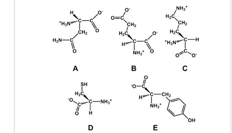 Solved A)Which of these contains a side chain that is NOT | Chegg.com