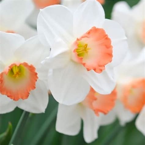 Pretty & Pink Daffodil Flowers - 6 Bulbs - Attracts Bees & Butterflies ...