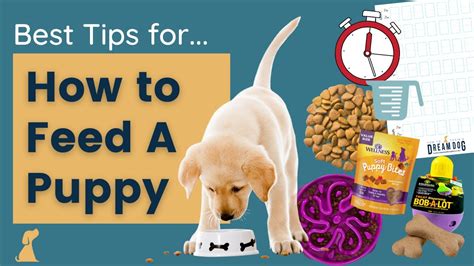 How to Feed A Puppy - YouTube