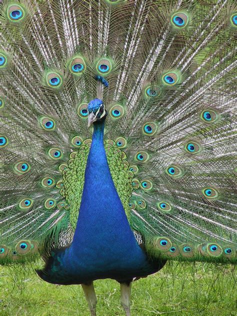 Free photo: Beautiful Peacock - Animal, Bird, Color - Free Download ...