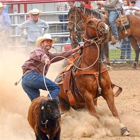 Calf roping | Calf roping, Rodeo life, Roping horse