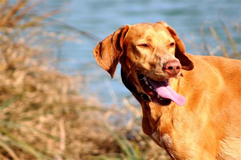 Gratis Afbeeldingen : puppy, gewerveld, labrador retriever, vizsla, Chesapeake Bay retriever ...