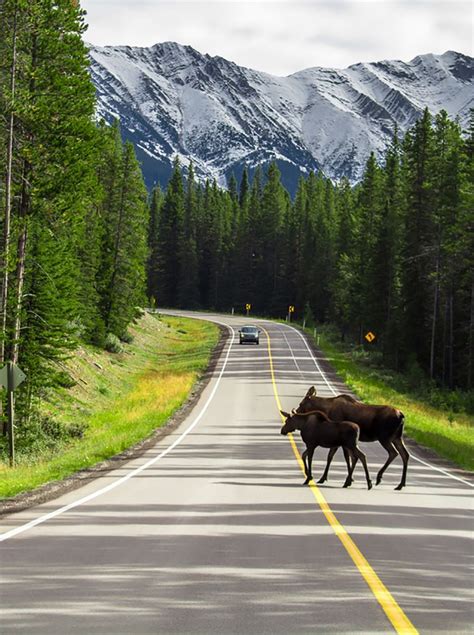 Peter Lougheed Provincial Park in Kananaskis Country in Alberta, Canada ...