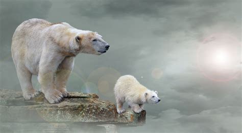 Bear Cub Wallpapers - Wallpaper Cave