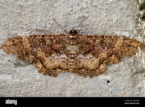 Big brown moth Stock Photo - Alamy