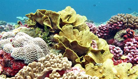 'Refugee corals' move to escape warming seas - Futurity