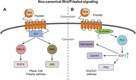 Planar Cell Polarity Pathway